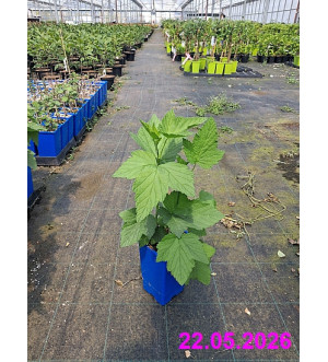 Ribes nigrum 'Öjebyn' RP 1,6 L